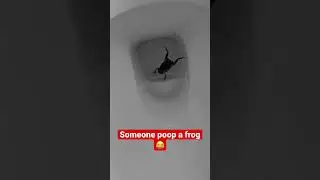 There is frog in the toilet