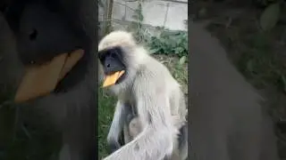 Bandar | Monkey Video | Monkey | Monkey Voice | Bandar Funny Manki Jumping Video