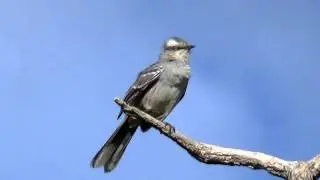 SABI&Aacute;-DO-CAMPO Canto (MIMUS SATURNINUS), CHALK-BROWED MOCKINGBIRD, Tejo-do-campo, Arrebita-rabo.