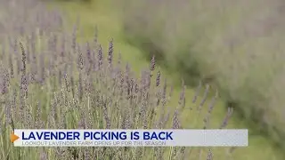 Lavender farms picking season returns