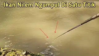Mantap!! Mancing Nilem Di Sungai!! Ikan Nilem Ngumpul Di Satu Titik!!