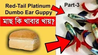 Red-Tail Platinum Dumbo Ear Guppy ❤️ মাছ কি খাবার খায়? | Guppy Price | Color Fish Market BD part-3