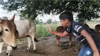 मामाचा मुलाने शेतीविषयक दिलेली माहिती 