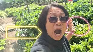Happy, Simple & Healthy life.My green backyard #backyard #simple #happy 