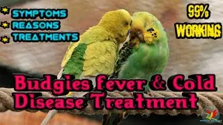 Budgies fever and cold disease treatment / budgies disease / budgies fever and cold disease tamil /