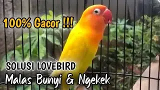 Suara Burung Lovebird NGEKEK PANJANG, Pancingan Lovebird PALING CEPAT BIKIN BUNYI
