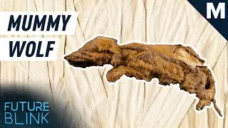 Meet Zhur, The 56,000-Year-Old Mummified Wolf Puppy | Future Blink