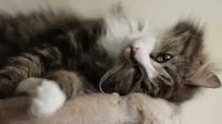 ❀✿ AyaAnny Cats video ❀✿ 26