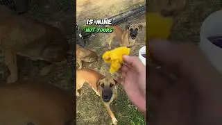 Durian Surprise on the Eggplant Farm🍆🐕 #durian #farmlife #dog