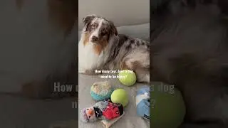 Must have all the dog toys for this Aussie&rsquo;s happiness #dogtoys #doglife #shorts #aussie #katsu