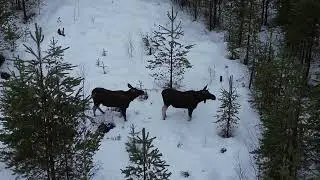 Levottomat hirvet Suomen talvessa/ Restless moose in the Finnish winter