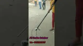 Ali Snake Catcher