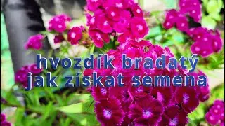 Hvozdík: 2 ZPŮSOBY, jak snadno získat SEMENA! 🌸 To Vám neřeknou! 😉 | #Hvozdík