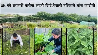 Vegetables garden uk | vegetables harvest Allotment | Village style grass cutting In UK