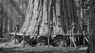No Saw Could Cut 25-Foot Trees — So 5 Men Drilled 2-Inch Holes For 22 Days