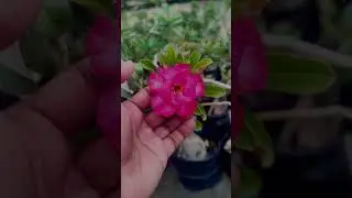 Adenium Plant Blooming Beauty Caught on Camera  #flowers #AdeniumPlant #FlowerLovers #AdeniumBloom