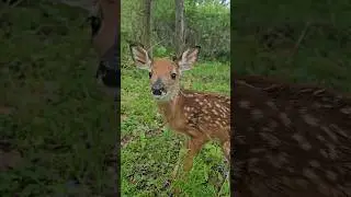Fawn following me around the woods