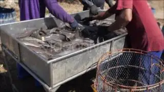 Fisherman Sorting River Fish