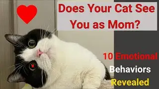 Does Your Cat See You as Mom? 10 Emotional Behaviors Revealed #CatBehavior #CatTrust #CatKneading