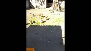 capcana de @ciori si cotofene #shortsyoutube #shortsvideo #shortsfeed #tiktok #trending #tips