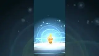 A wild torchic appeared catch and evolve combusken evolveing blazikan