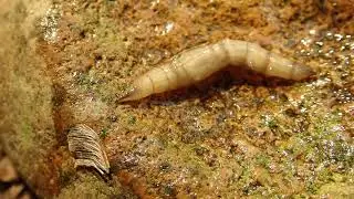 Horse Fly Larva