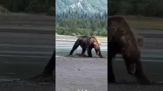 BEAR DANCES WITH SALMON #alaska #alaskabear #bear #funnyanimals #brownbear