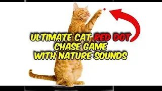 10 Hours of Moving Laser Dot for Cats to Chase Cat Games with Nature Sounds