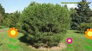Сосна густоцветная Хай Бад. Краткий обзор, описание характеристик pinus densiflora Hay Bud