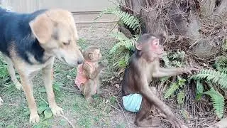 The Most Adorable Monkey Interaction Ever! #monkeyvideo #monkeychallenge #monkeylove #babymonkey