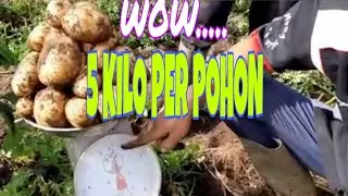 Panen Kentang 5 kg/Pohon 085338803113