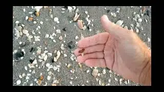 Finding Shark teeth before day break while hunting in Myrtle beach surf.