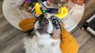 Best Dog Training, Toledo Ohio! 3 Year Old Australian Shepherd, Bindi! 