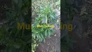 multi farming # in small places