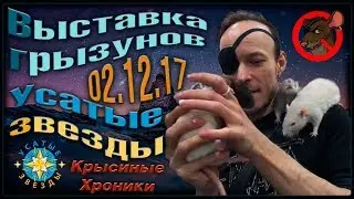 Выставка грызунов | Усатые Звезды. 02.12.17 (Fancy Rats | Декоративные крысы)