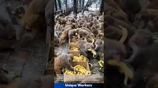 Monkeys eating bananas: a feast in the forest