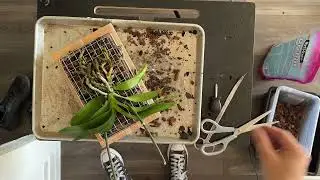 Quick DIY Orchid Mount | Upcycled Wire Basket Build