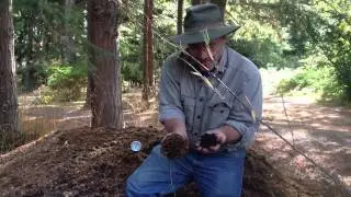 Why Is Compost Black?