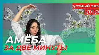 УСТНЫЙ ЭКЗАМЕН - 3 ВОПРОС: СТРОЕНИЕ АМЕБЫ за 2 минуты