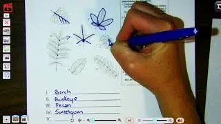 Dichotomous Key for Leaves
