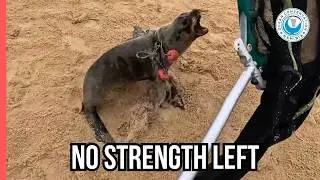 This Seal Knew He Couldn’t Escape