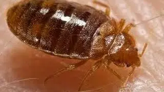 How to Get Rid of Bed Bugs in Columbus OH