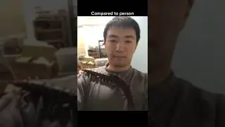 Things That Are Bigger Than You Think🥶pt.238 #shortsviral #shortvideo #viral