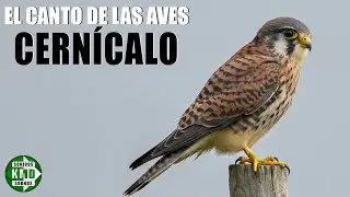 🐦🔊 &iexcl;Escucha el chillido del CERNICALO! 🔊 Sonido de Ave Rapaz