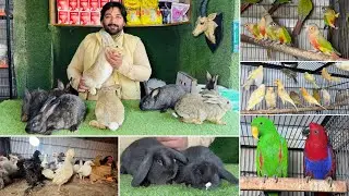 Multan Birds Market Rashadabad Birds Home Shop Latest Update 12 January 2026 |Pakistan Birds Market