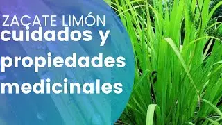 CUIDADOS Y PROPIEDADES  DEL ZACATE LIMON