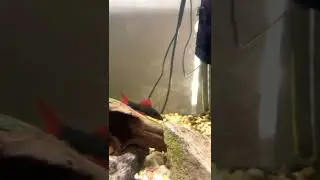 Big red tail shark