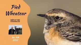 Pied Wheatear at Whitley Bay