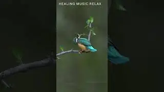 МУЗЫКА РЕЛАКС. Relax VIDEO. Звуки Природы. HEALING MUSIC RELAX #shorts #relaxmusic #nature #birds