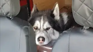 When you Leave a Malamute for just a few Minutes!  So Cute